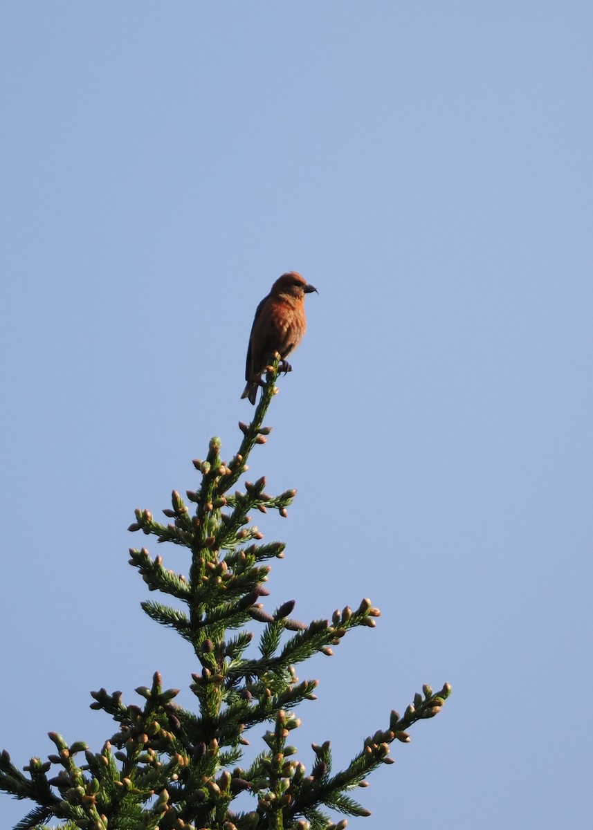 Red Crossbill (Northeastern or type 12) - ML583194451