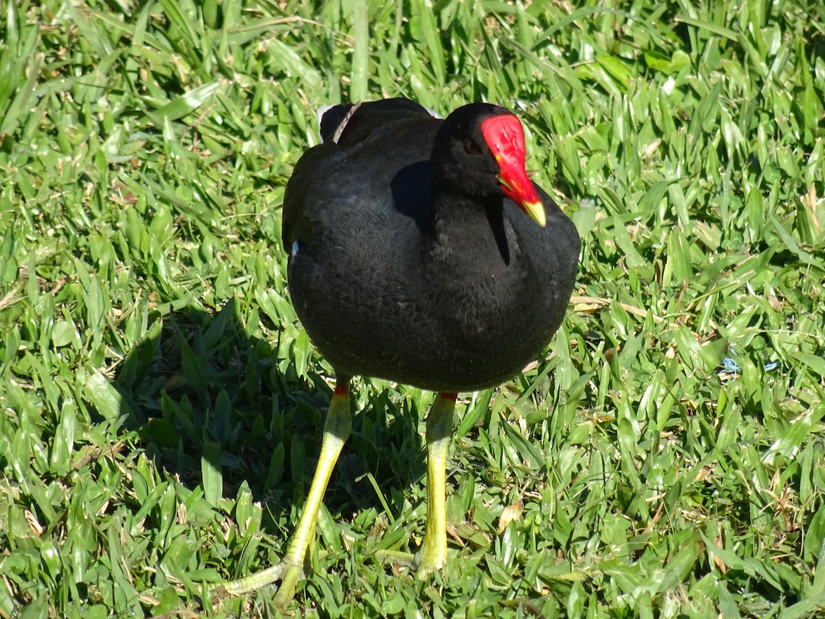 Common Gallinule - ML583195061