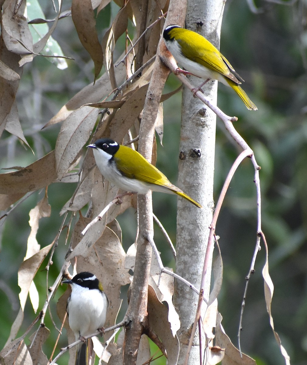 White-throated Honeyeater - John Lynch