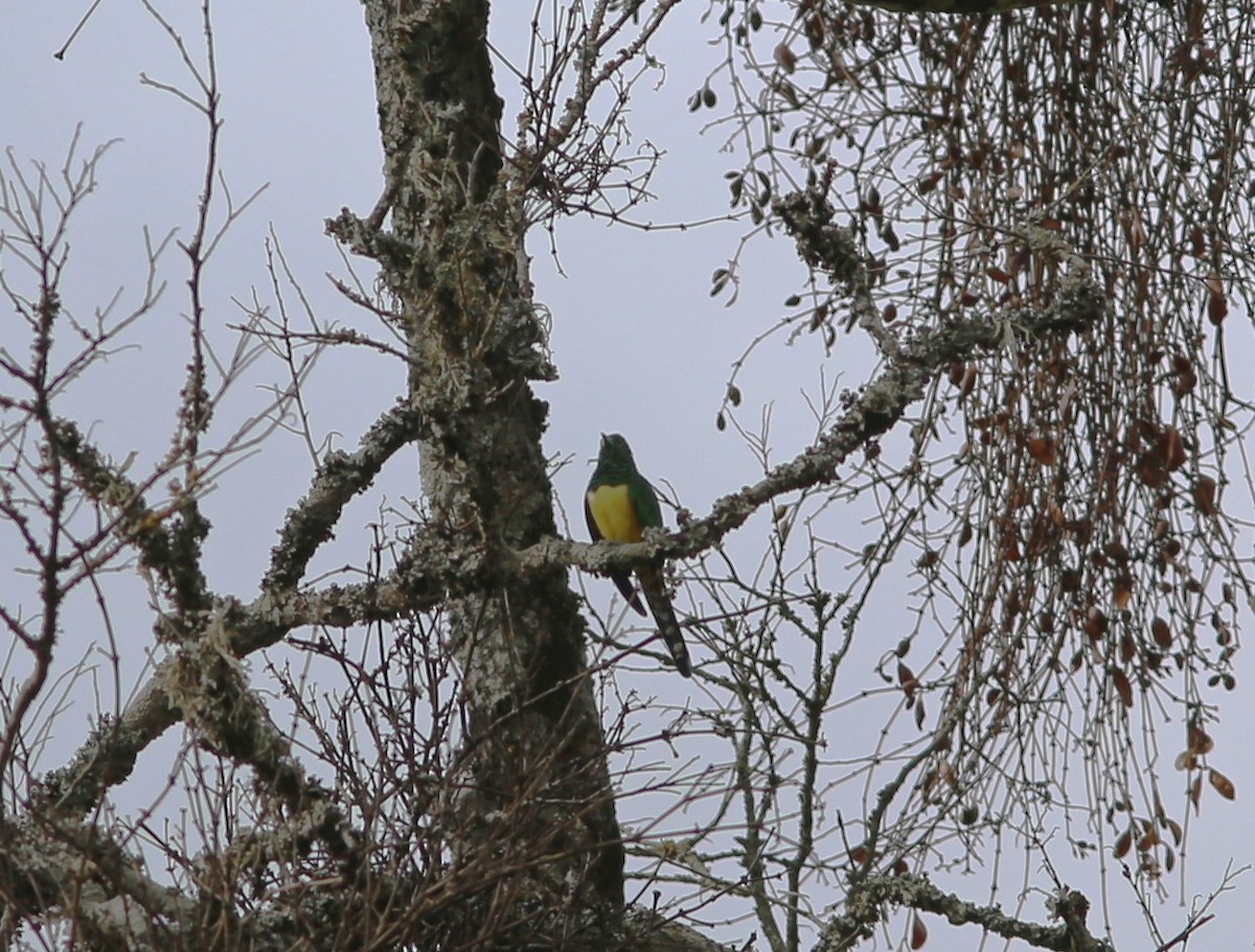 African Emerald Cuckoo - ML583196421