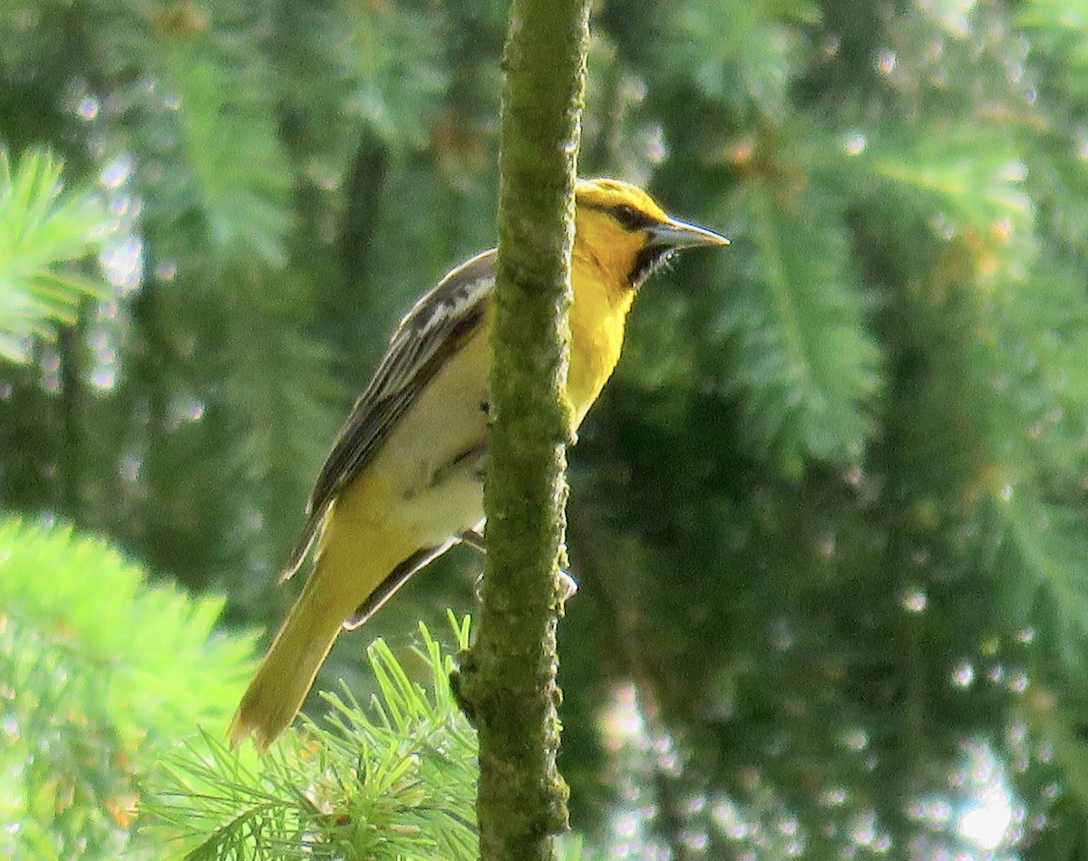 Bullock's Oriole - Molly Sultany