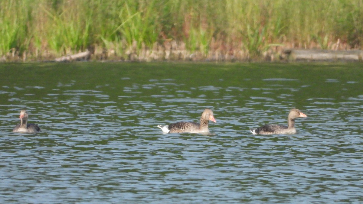 Graylag Goose - ML583196581