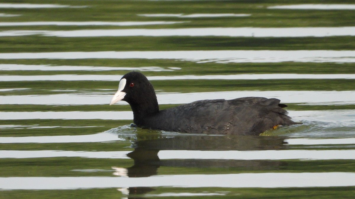 Eurasian Coot - ML583196911