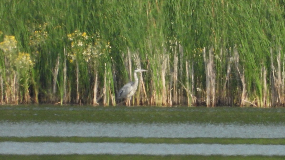 Gray Heron - ML583197041