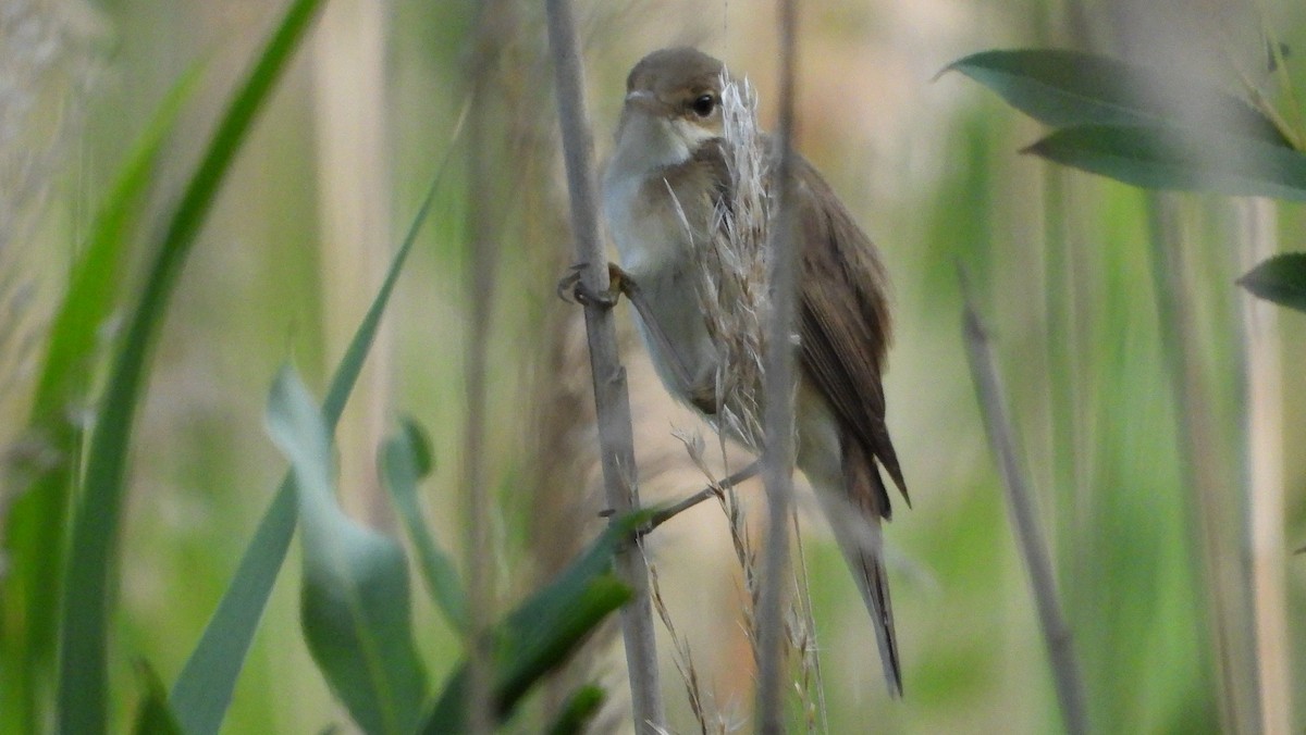 Common Reed Warbler - ML583197381