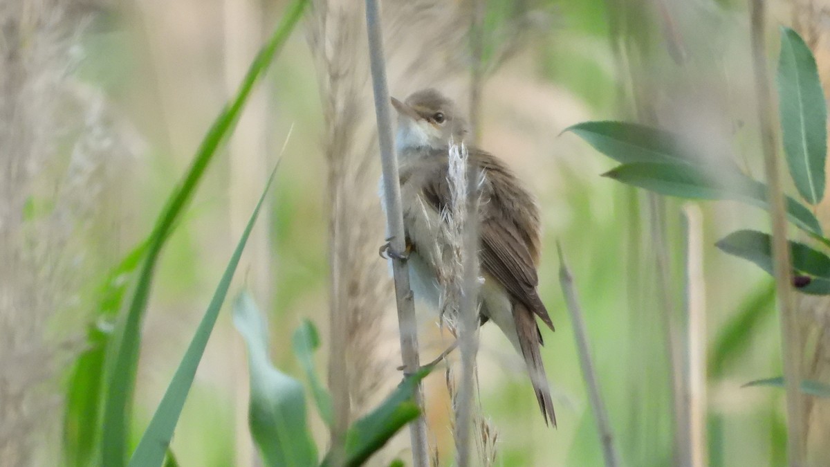 Common Reed Warbler - ML583197391