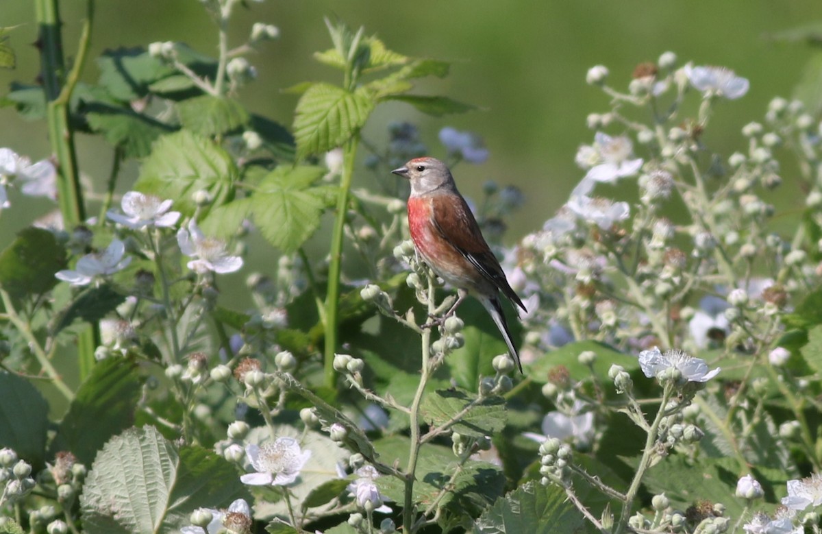 Eurasian Linnet - ML583197411