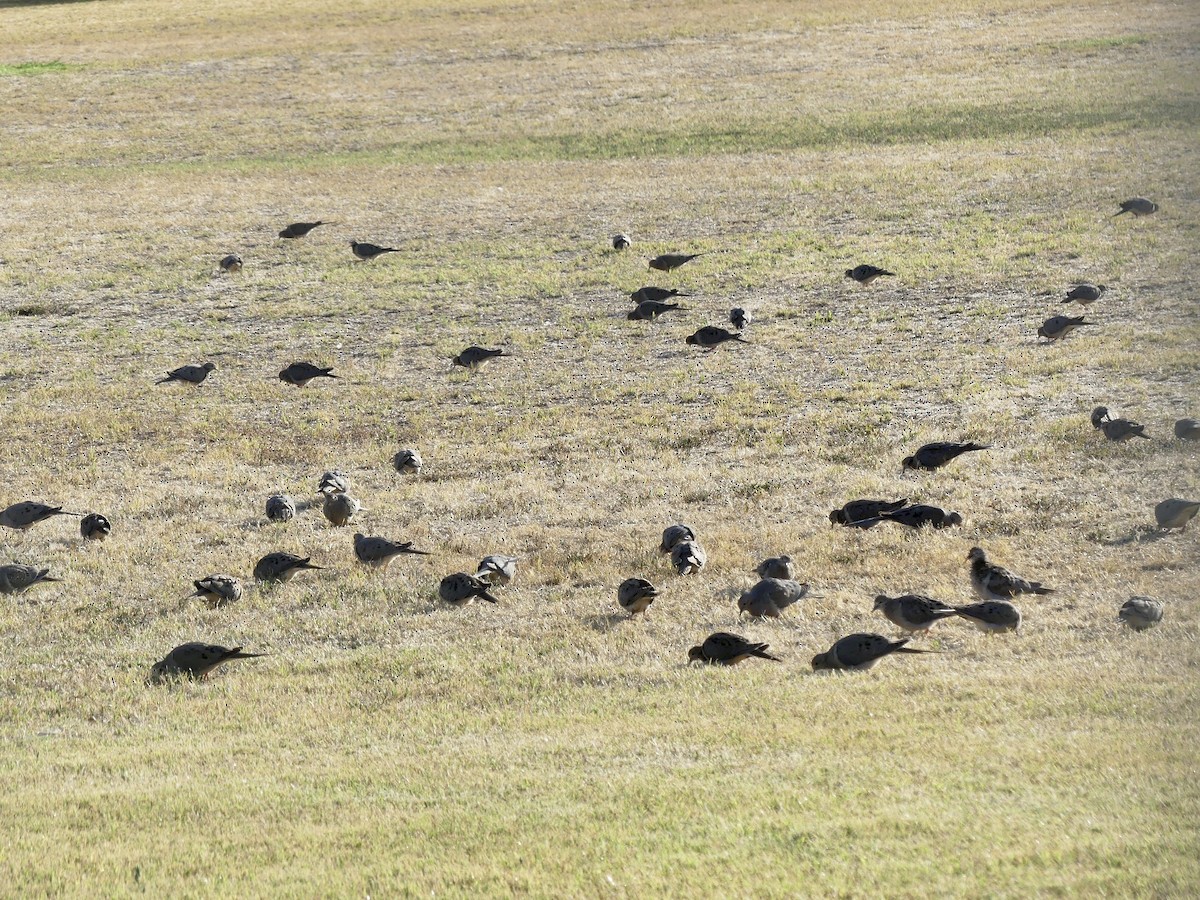 Mourning Dove - ML583197591