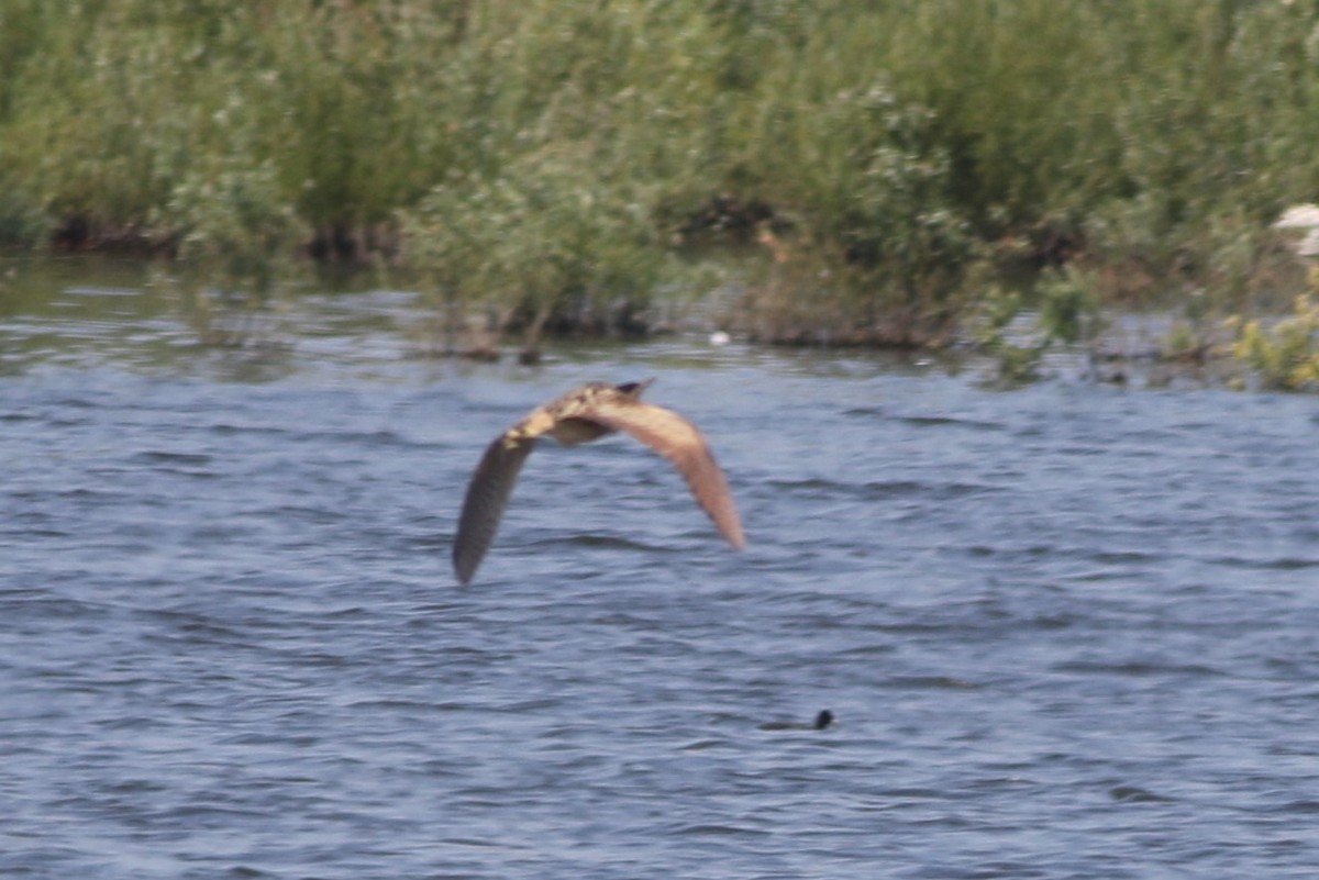 Great Bittern - ML583197631