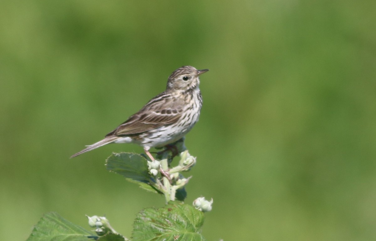 Meadow Pipit - ML583197941