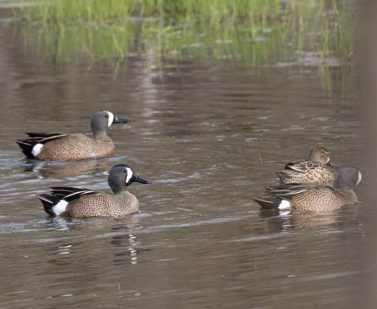 Blue-winged Teal - ML583199501
