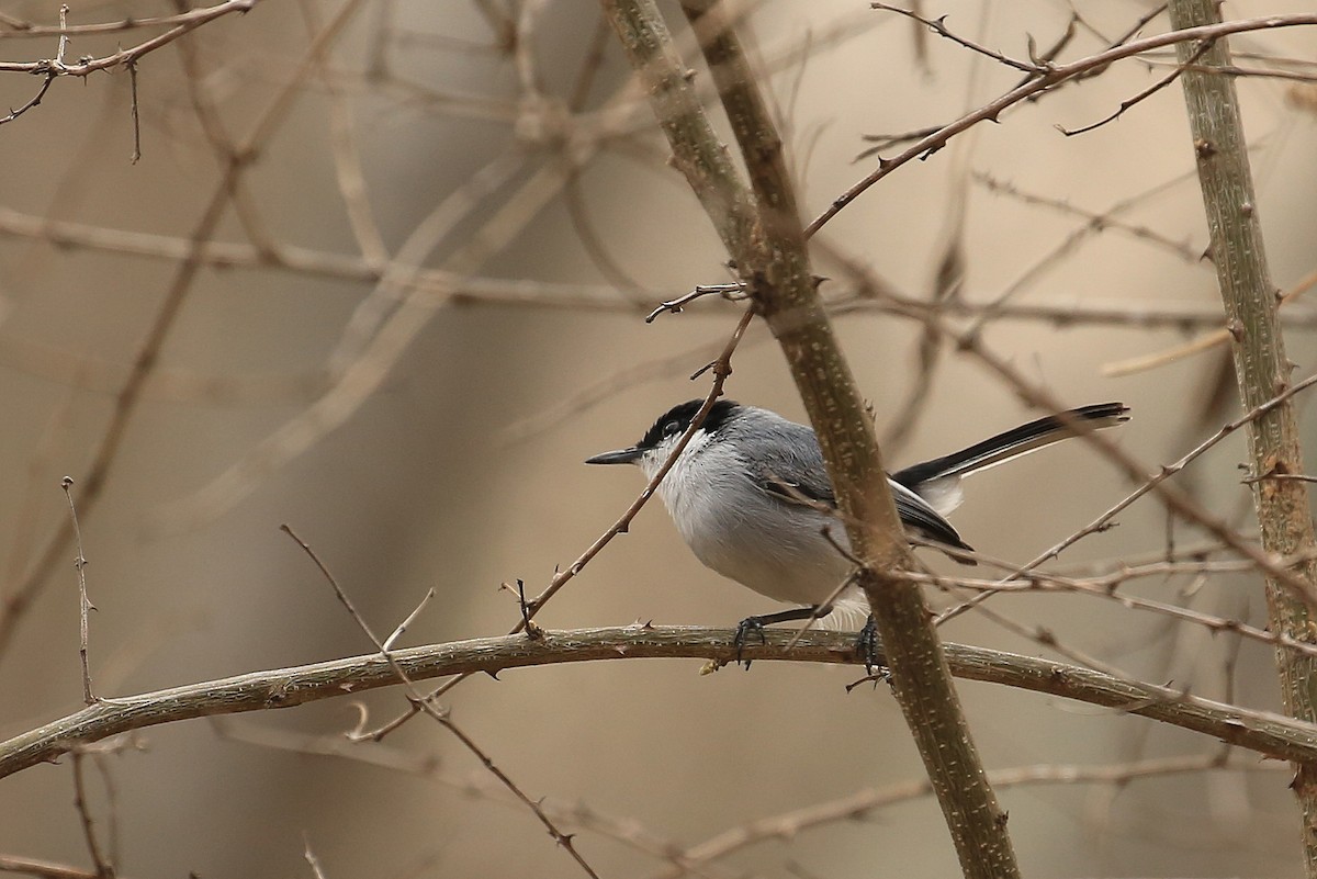 White-lored Gnatcatcher - Tim Lenz