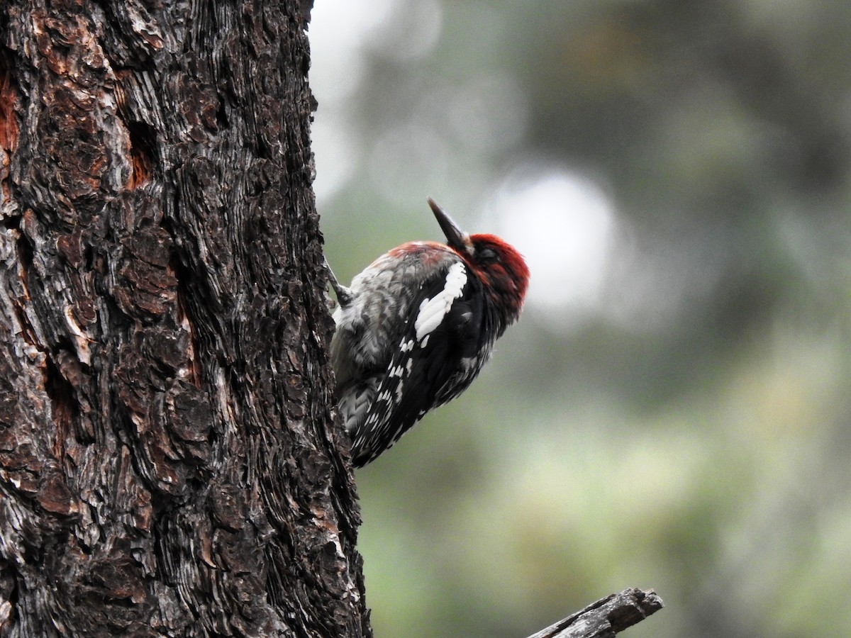 Red-breasted Sapsucker - ML583199831