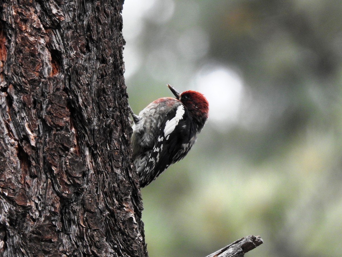 Red-breasted Sapsucker - ML583199851