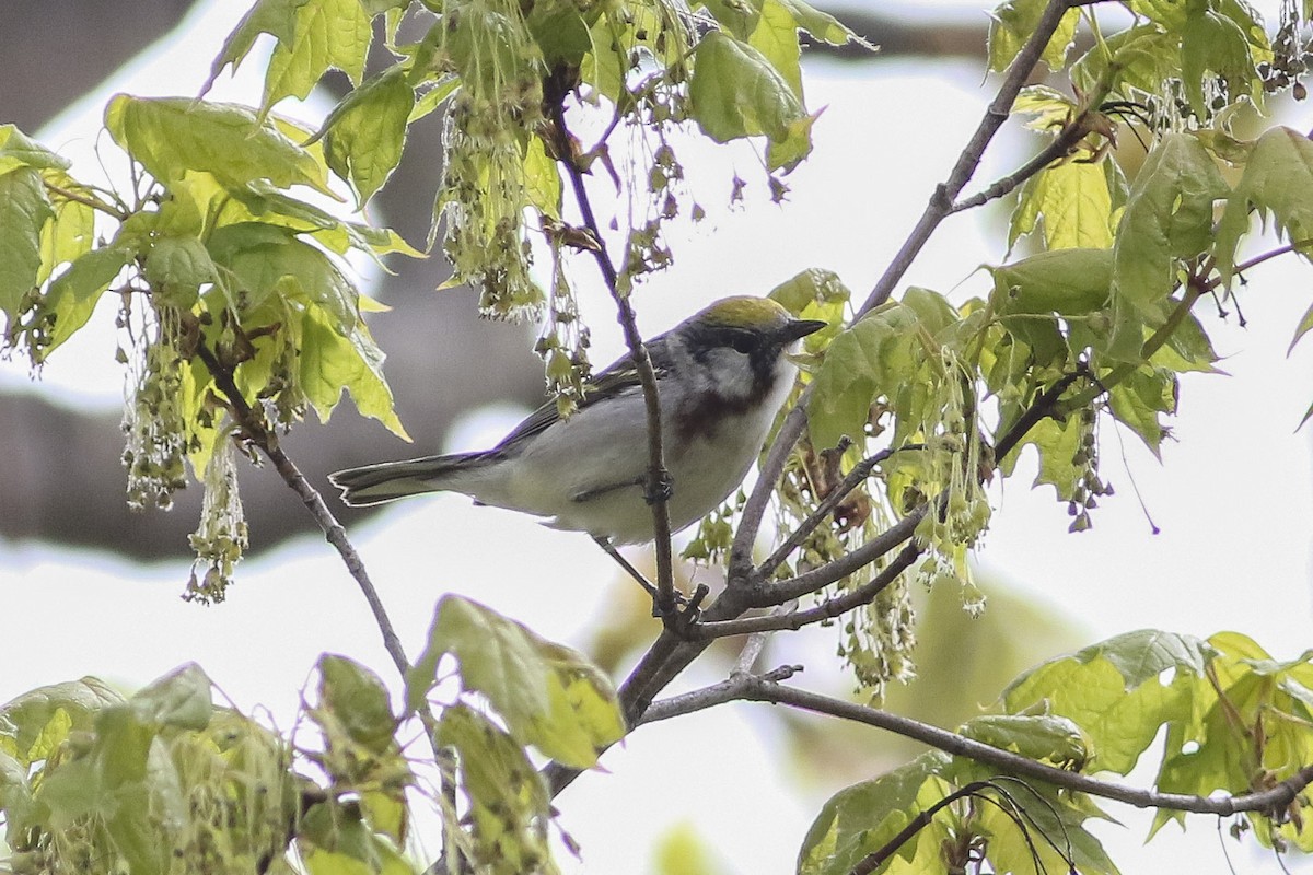 Chestnut-sided Warbler - ML58320051