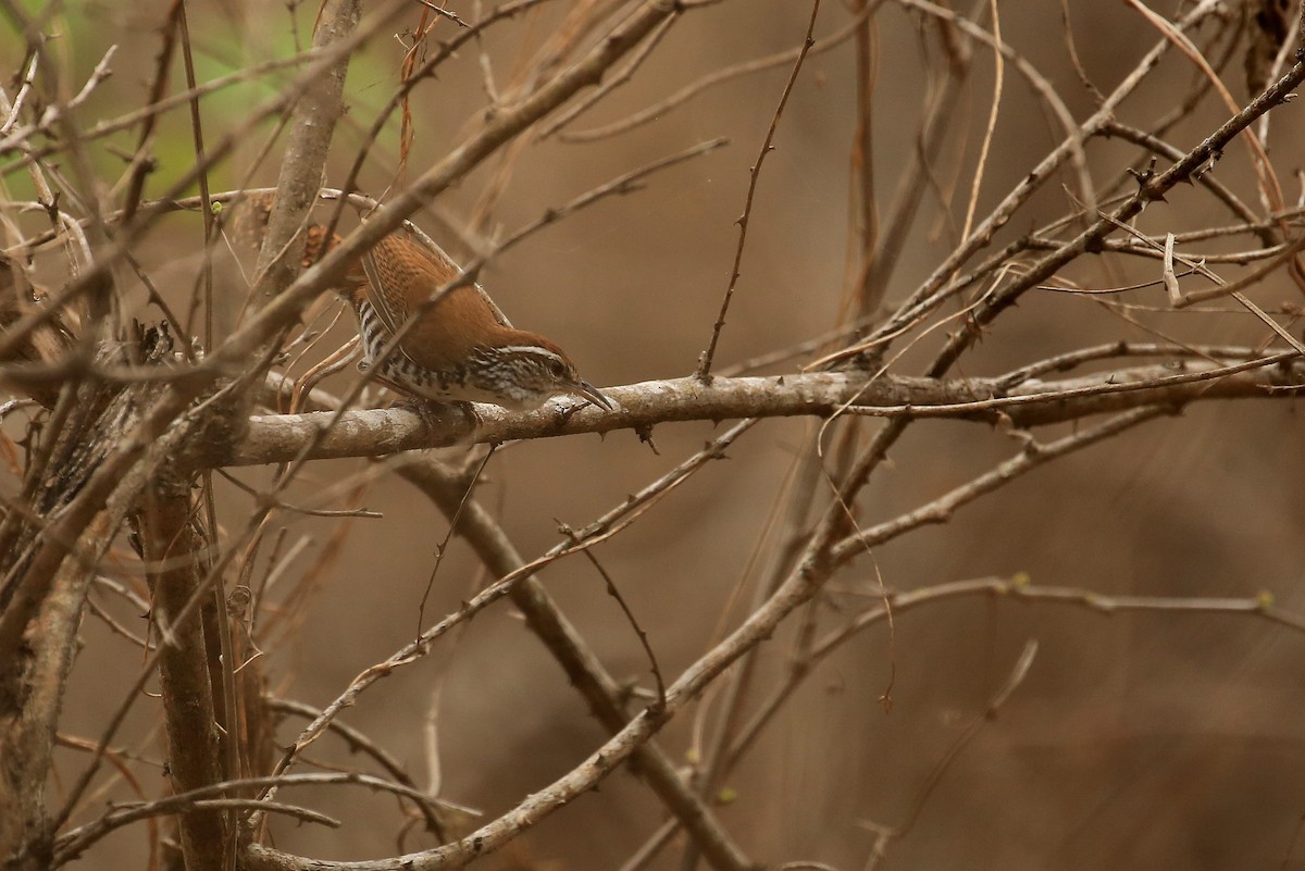 Banded Wren - ML58320101