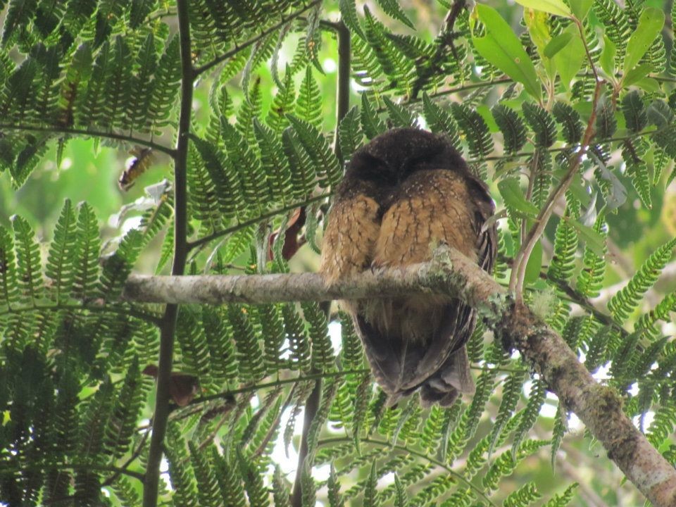 White-throated Screech-Owl - Duván Andrés  García Ramírez