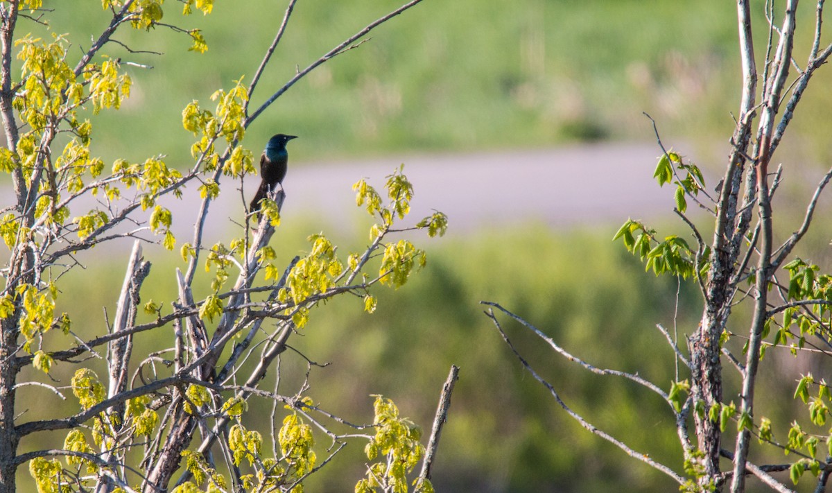 Common Grackle - ML583201481