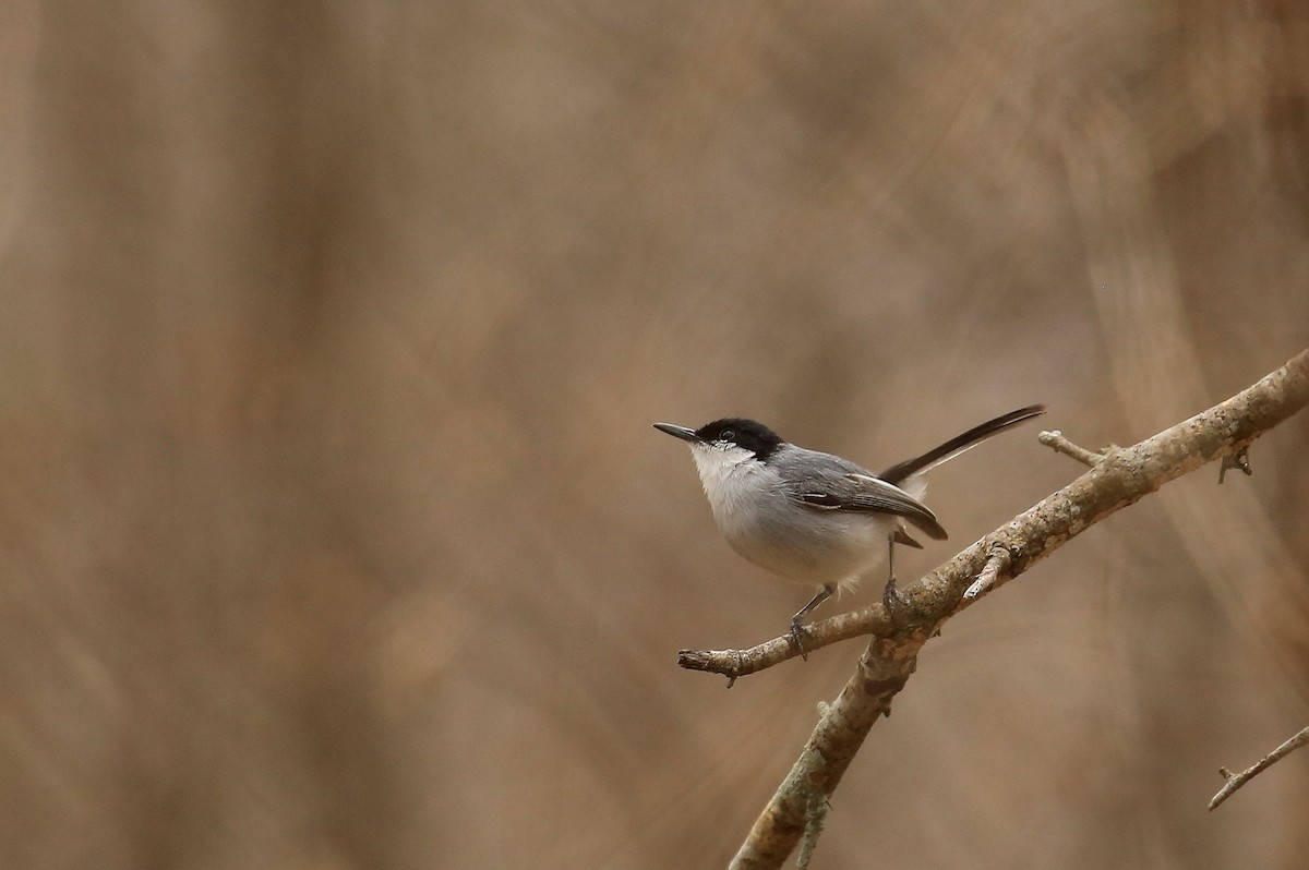 White-lored Gnatcatcher - ML58320241