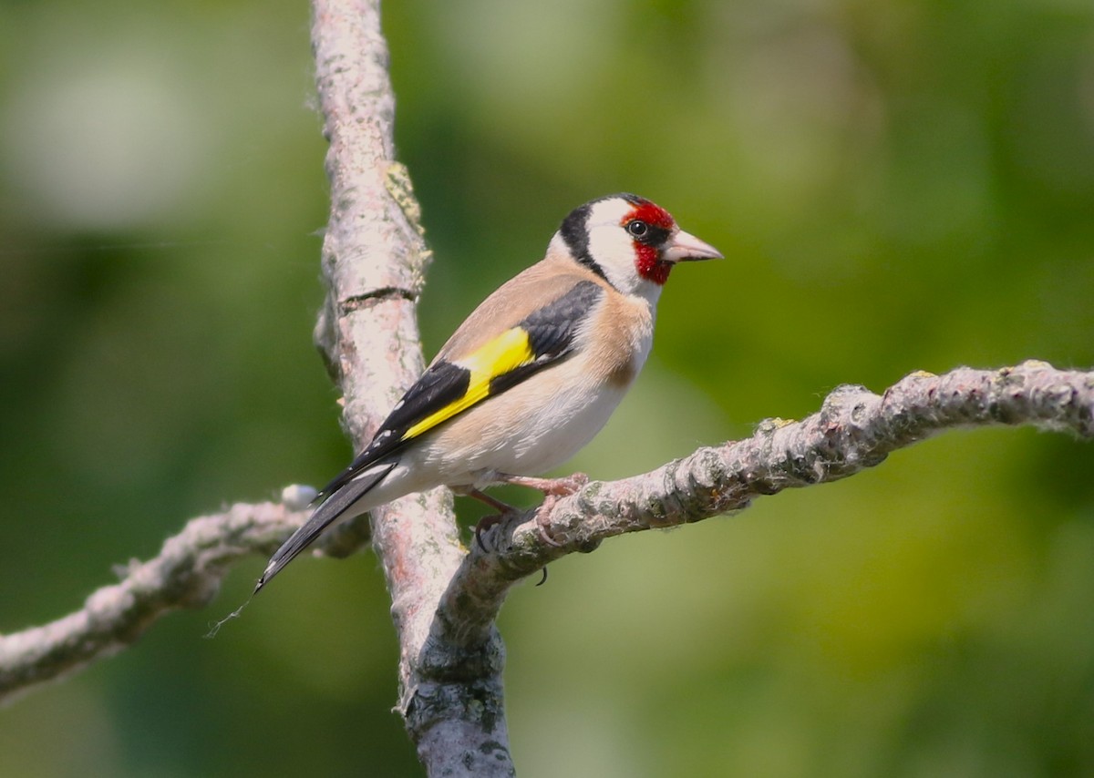 European Goldfinch - ML583202691