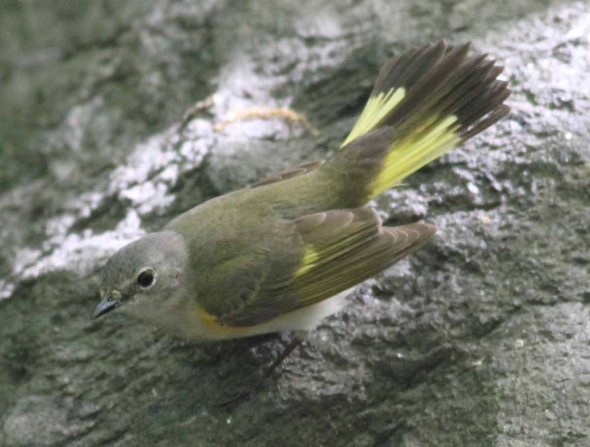 American Redstart - ML58320451