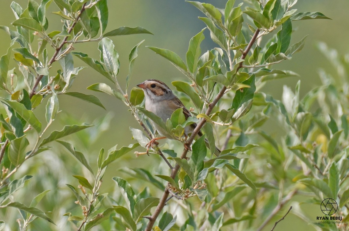 Clay-colored Sparrow - ML583205271