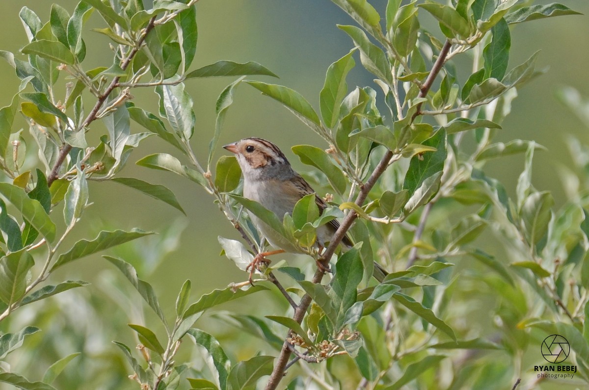 Clay-colored Sparrow - ML583205291