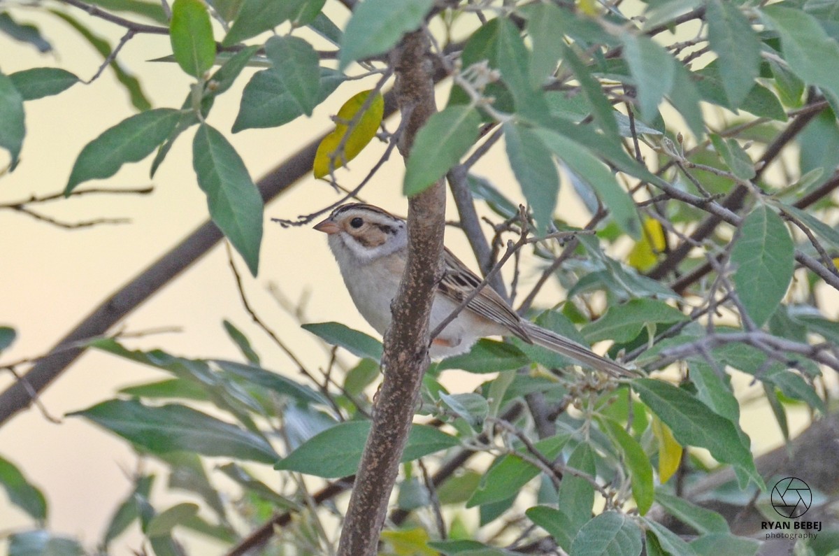 Clay-colored Sparrow - ML583205321