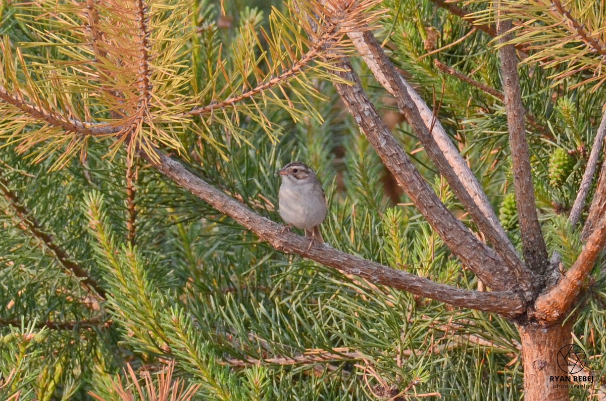 Clay-colored Sparrow - ML583205381