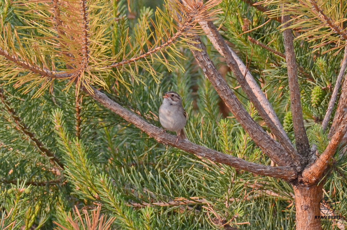 Clay-colored Sparrow - ML583205421