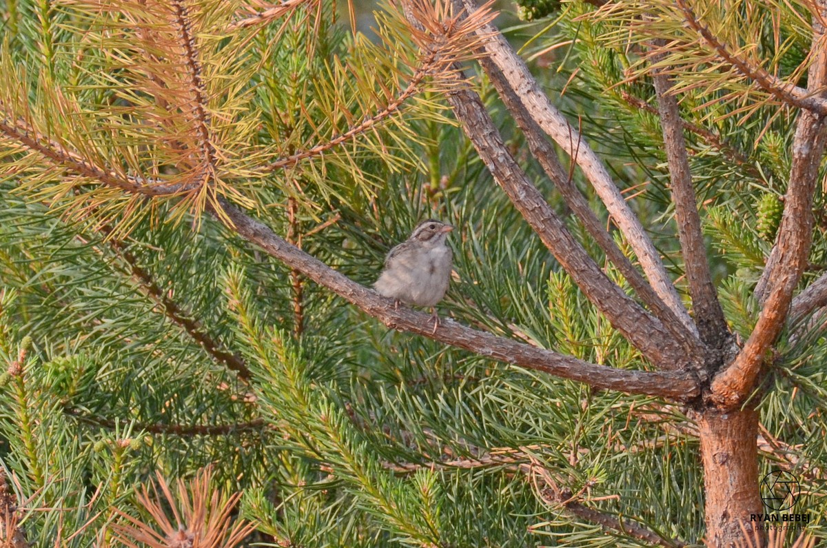 Clay-colored Sparrow - ML583205441