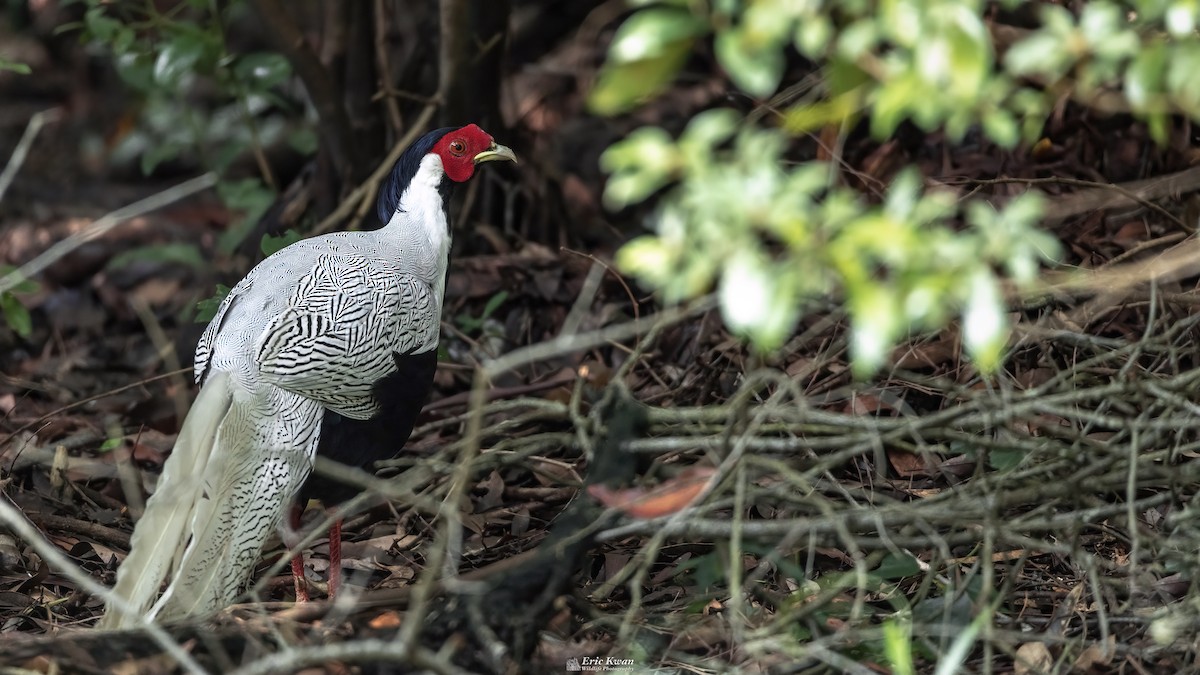 Silver Pheasant - Eric Kwan