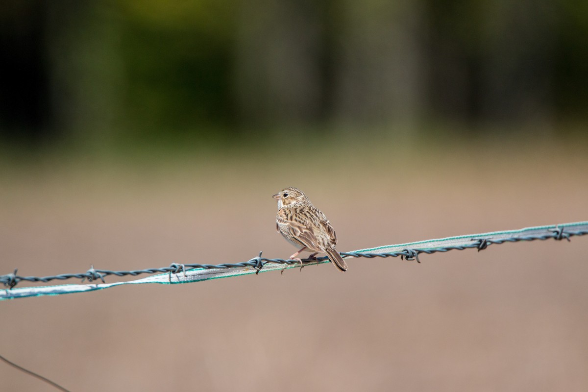 Vesper Sparrow - ML583205791