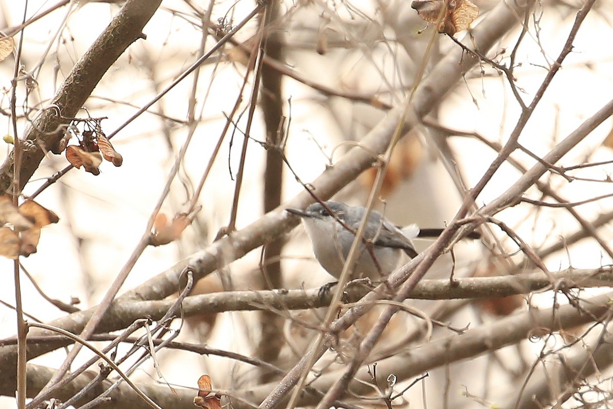 White-lored Gnatcatcher - ML58320581