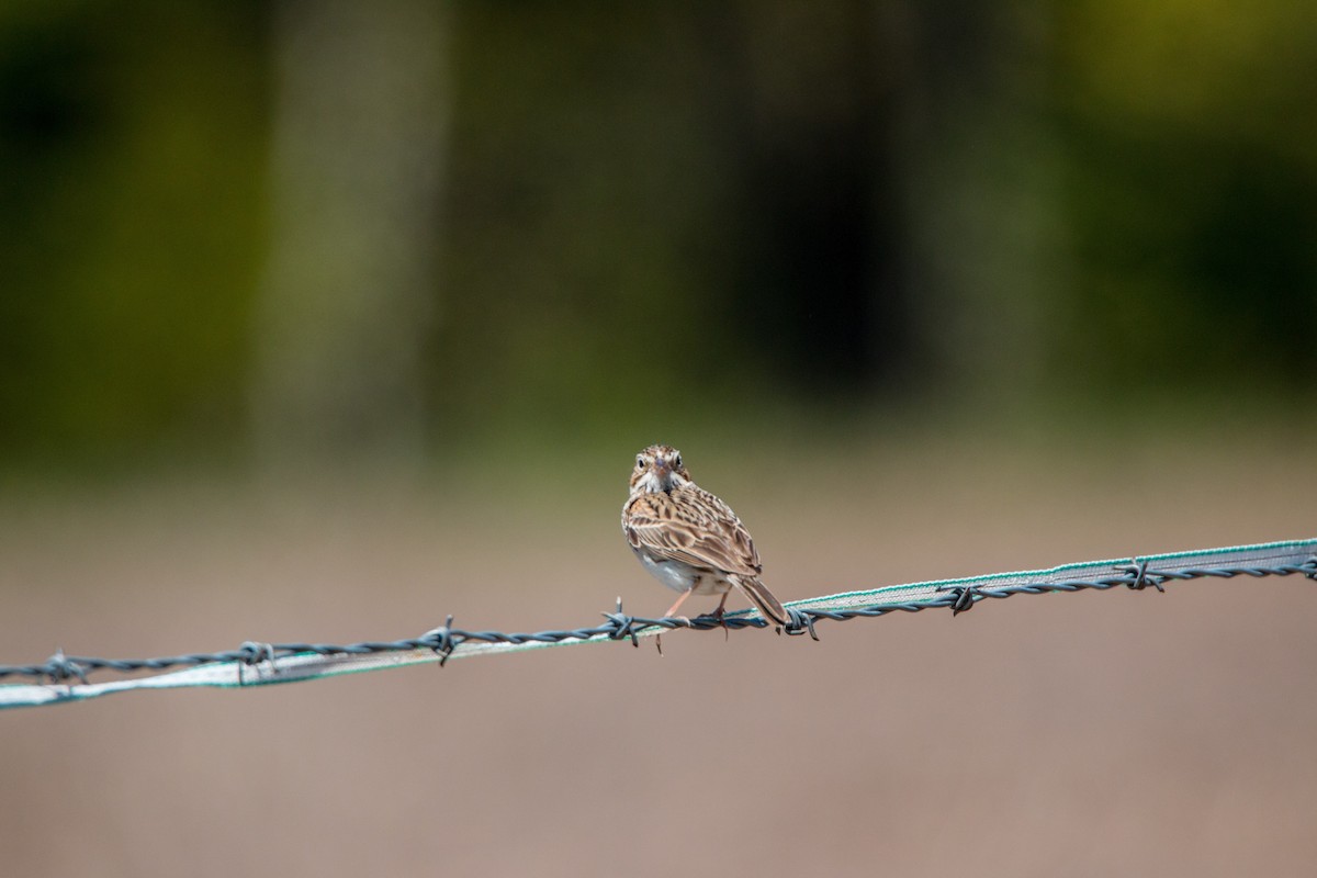 Vesper Sparrow - ML583205821