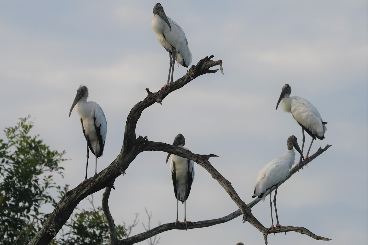 Wood Stork - ML583206701