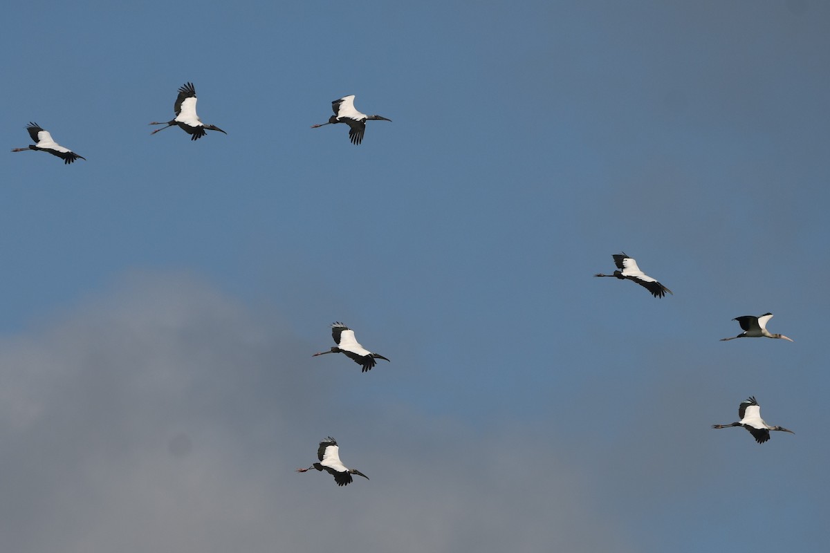 Wood Stork - ML583206711