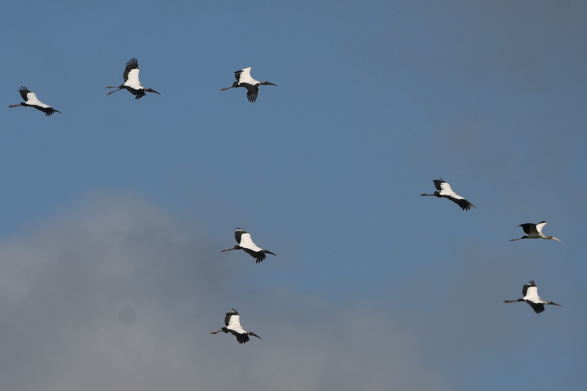 Wood Stork - ML583206711