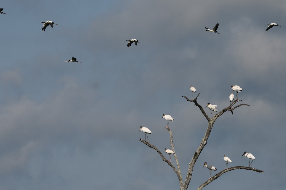 Wood Stork - ML583206721