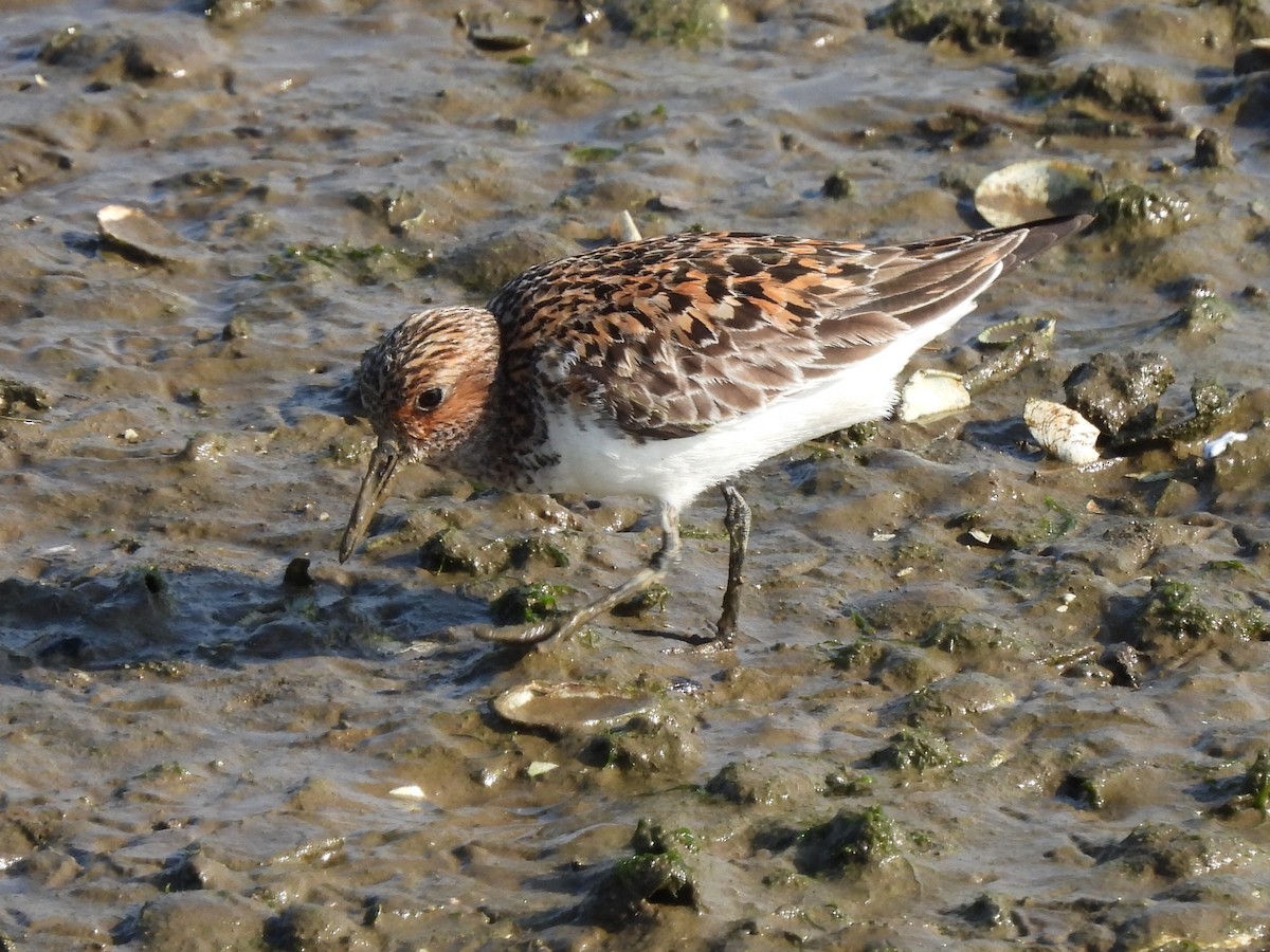 Sanderling - José Ramón Martínez