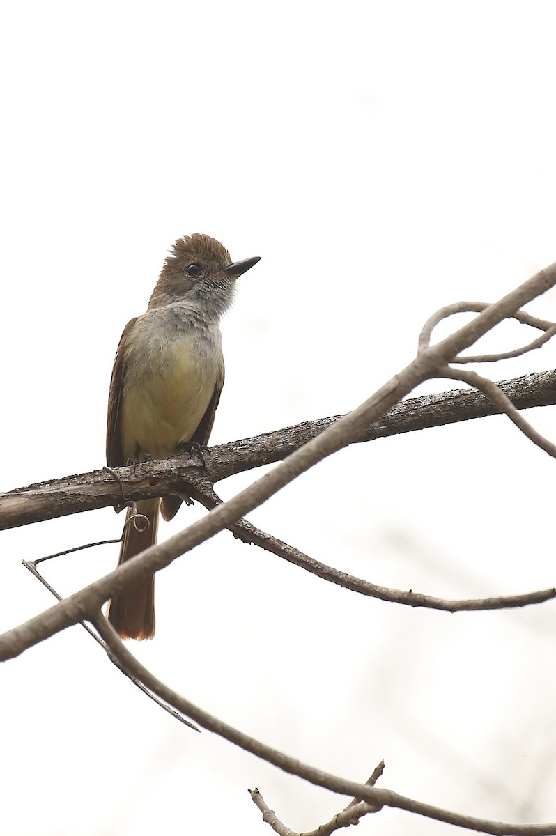 Nutting's Flycatcher - Tim Lenz