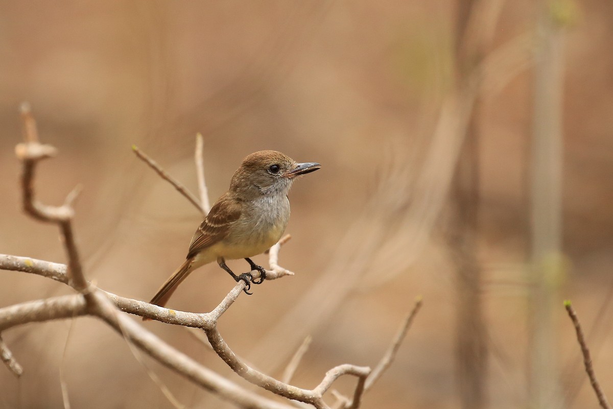 Nutting's Flycatcher - ML58320791