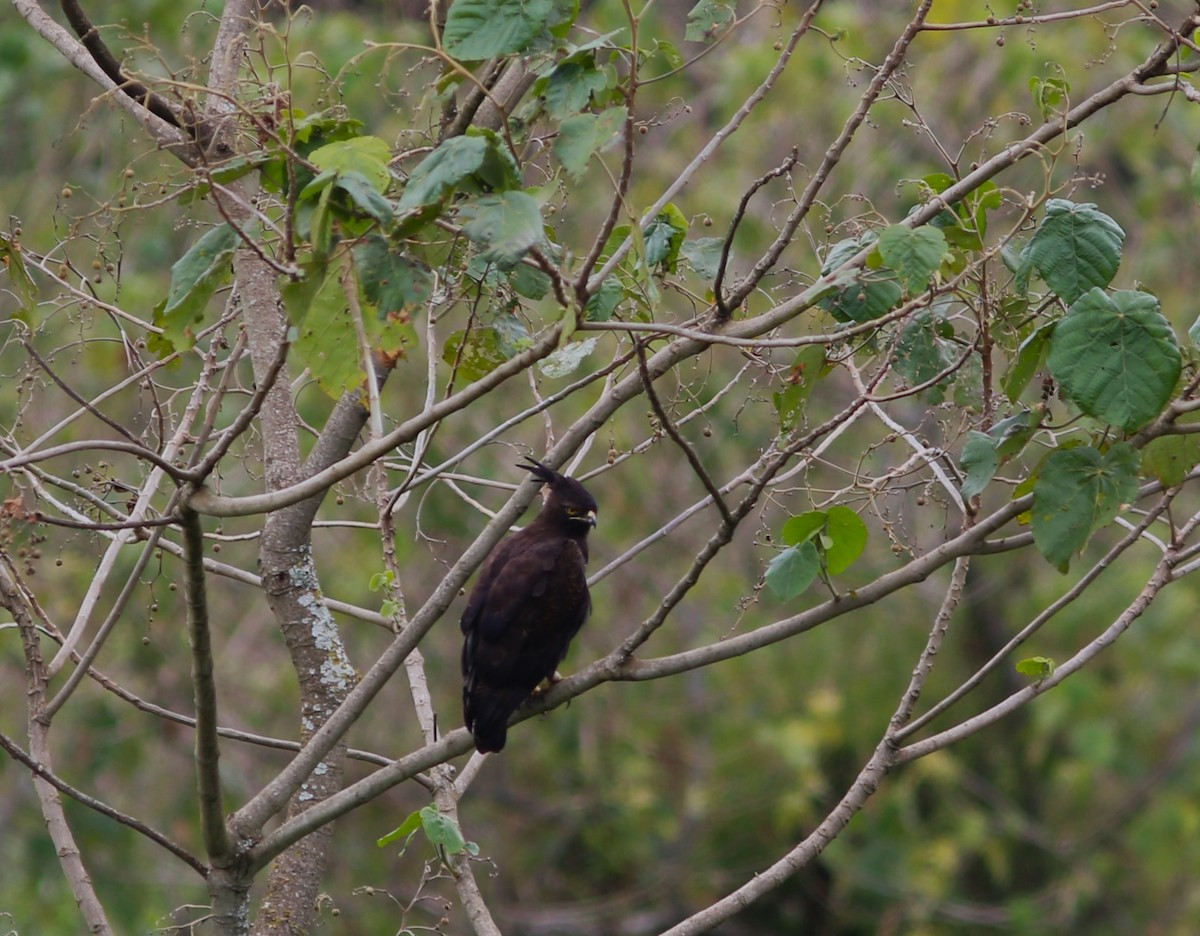 Long-crested Eagle - ML583208171