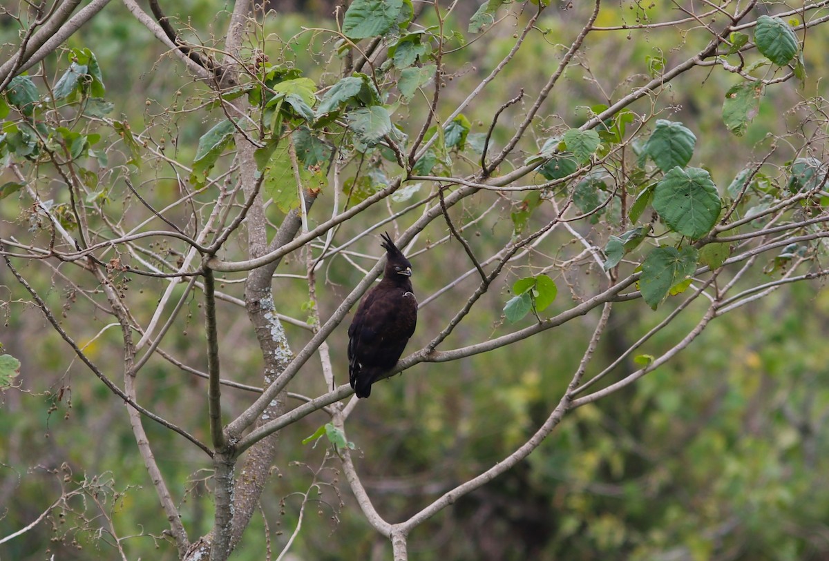 Long-crested Eagle - ML583208181