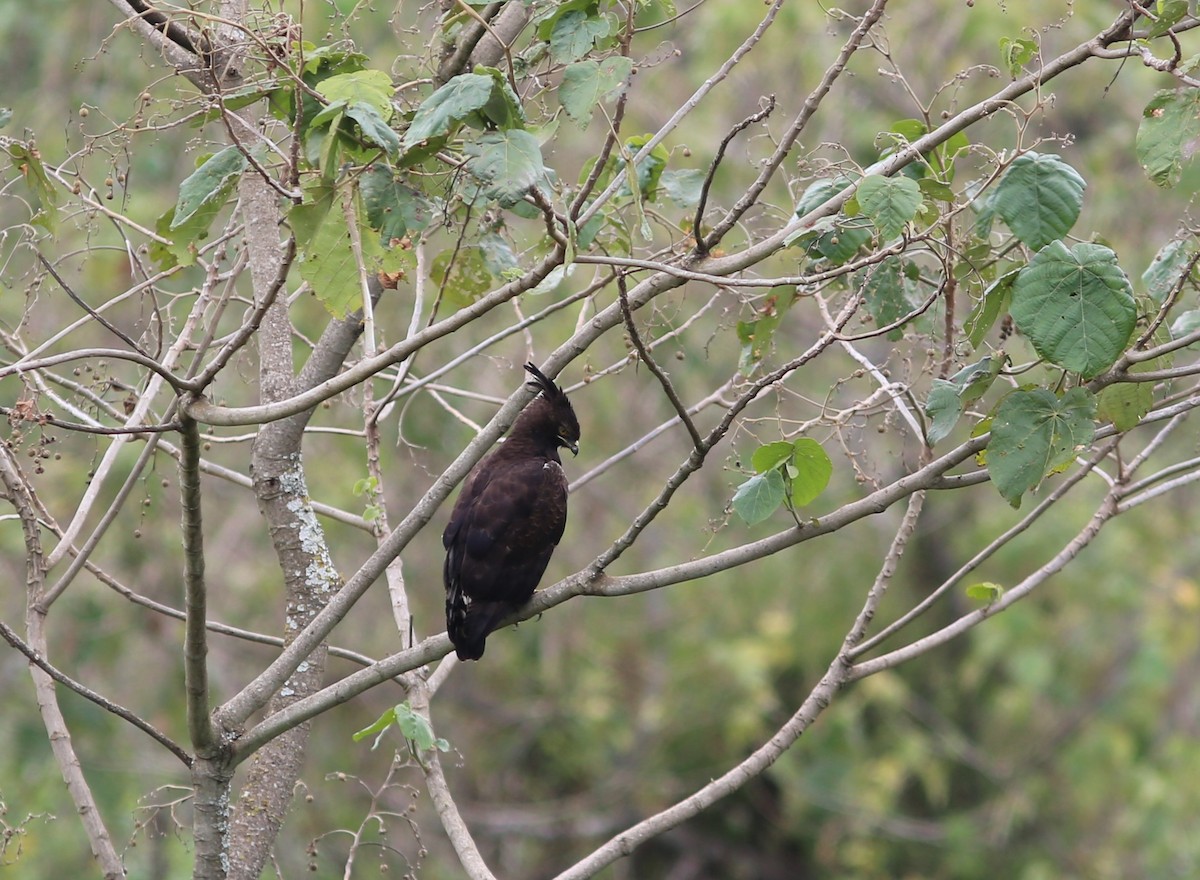 Long-crested Eagle - ML583208191