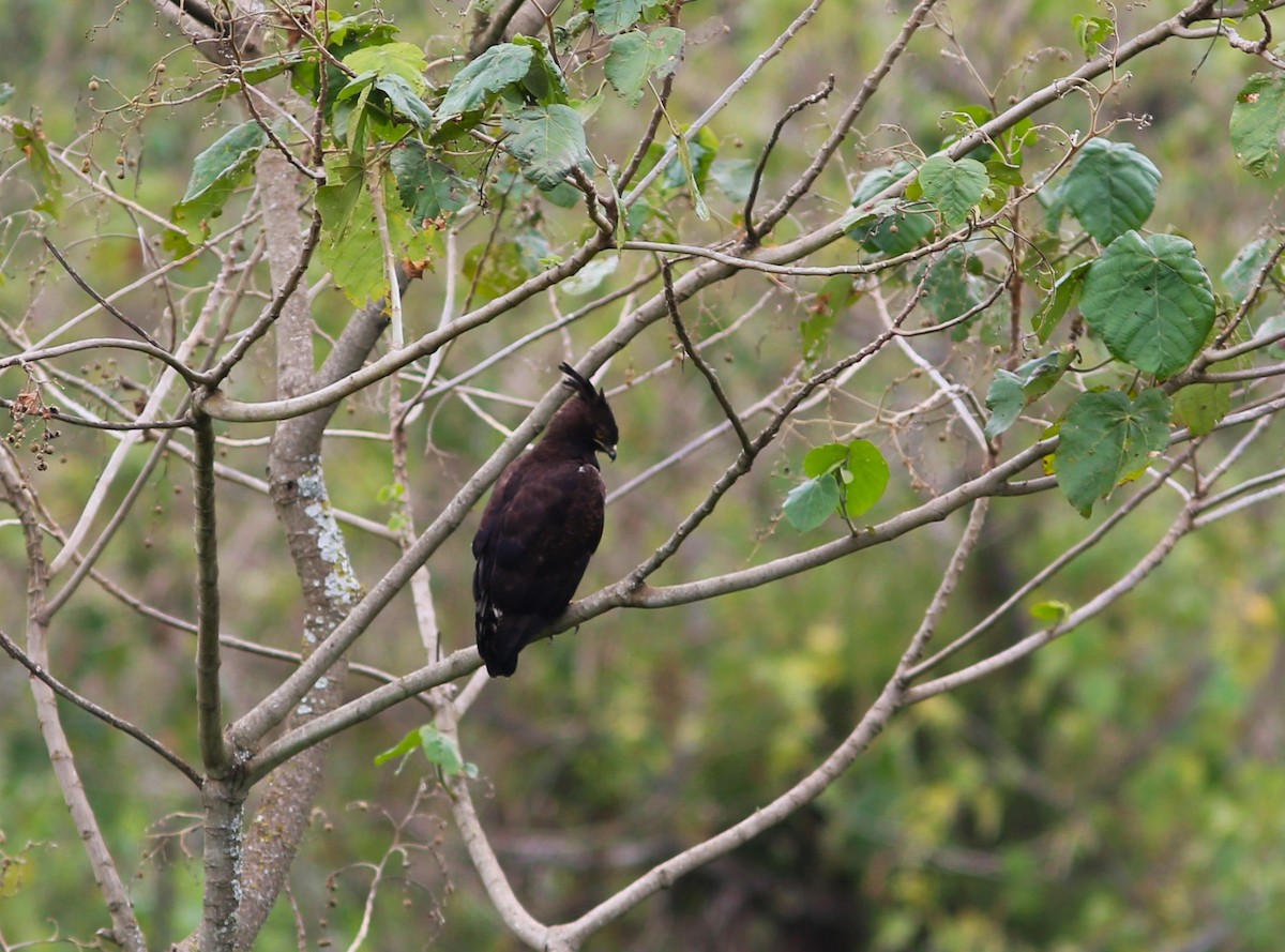 Long-crested Eagle - ML583208201