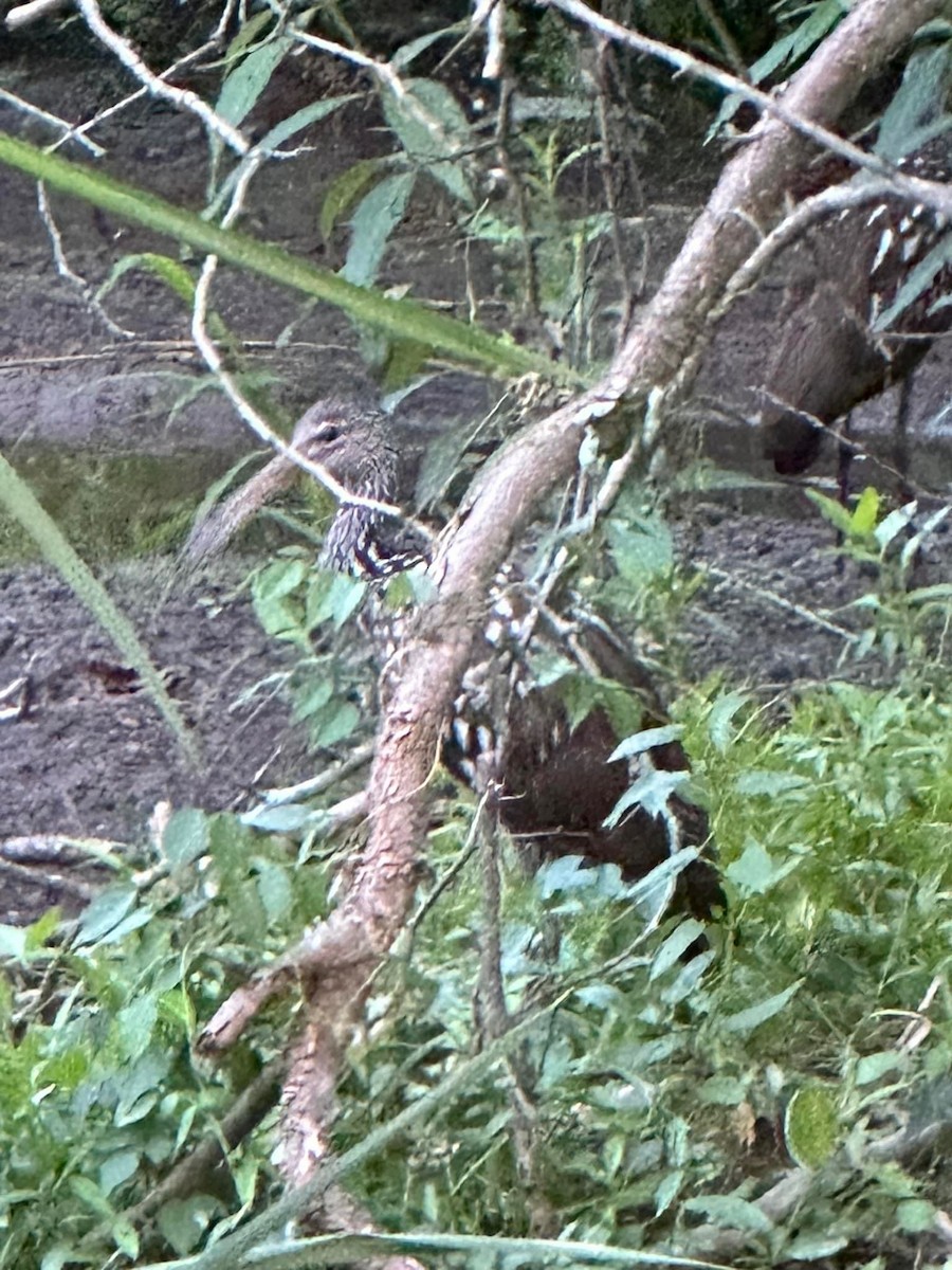 Limpkin - ML583209161