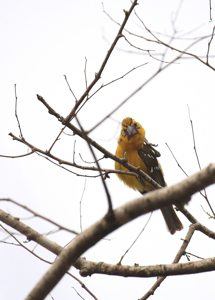 Yellow Grosbeak (Guatemalan) - Tim Lenz