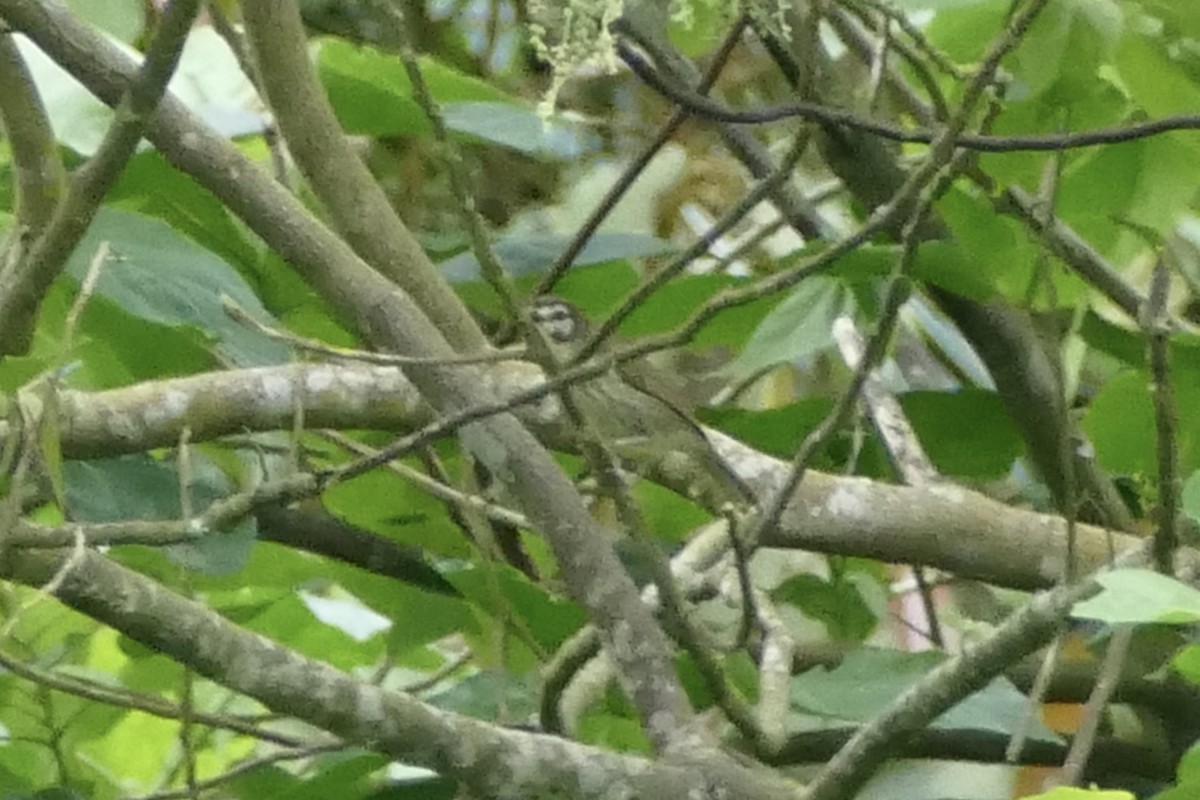 Negros Striped-Babbler - ML583209771