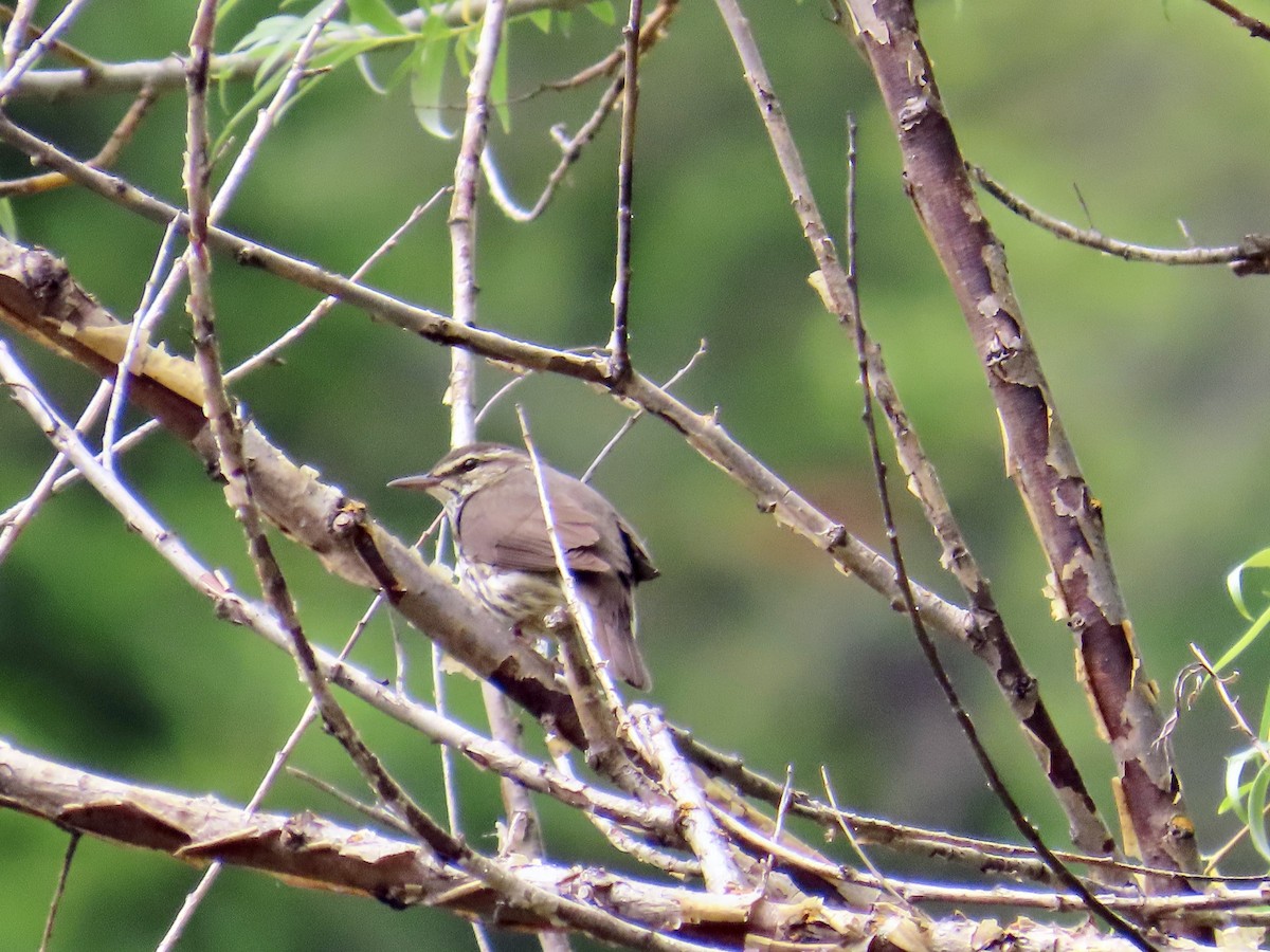 Northern Waterthrush - ML583209931